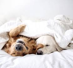 Pin By Dani Yara On Pets Dog Mommy Sleeping Dogs Cuddly Animals