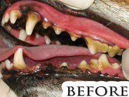Type of oral cleaning cost with or without insurance coverage Vaccines Studio City Ca Rusty S Discount Pet Center