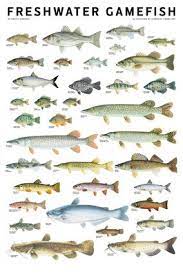 Warren Melvin L And Brooks M Burr Freshwater Fishes Of North America 2014 Print Fish Chart Freshwater Fish Bass Fishing Tips