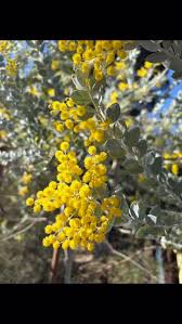 Image result for Acacia podalyriifolia