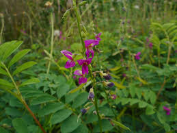 Image result for Tephrosia pumila