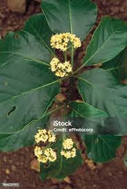 Image result for Icacinaceae