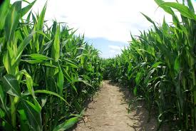 Why Do They Do That? – Detasseling Corn | Iowa Agriculture Literacy