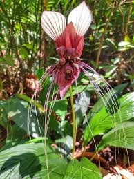 Image result for Dioscorea quartiniana