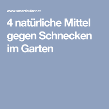 Mit Diesen Tricks Meiden Schnecken Deine Gemusebeete Schnecken Im Garten Mittel Gegen Schnecken Schnecken
