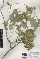 Image result for Caucanthus auriculatus