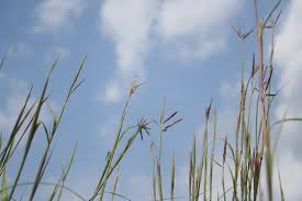 Image result for Andropogon