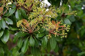 Image result for Lauraceae