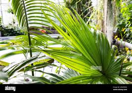 Image result for Latania loddigesii