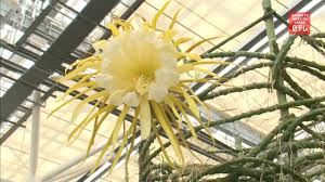 This flower has just opened for 2 hours, so not in full bloom yet. Queen Of The Night Blooms Only Once A Year Youtube