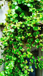 Sayangnya, pertumbuhan rumput liar ini sangat cepat. Tumbuhan Liar Indah Dijadikan Tanaman Hias Gantung Steemit