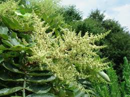 Image result for Brucea