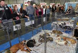 We did not find results for: Salon Du Chiot Nancy