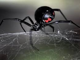 Black widow spider bite facts. Along Came A Spider Litfl Ebm Gone Wild