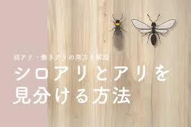 シロアリとクロアリを見分ける方法は？｜シロアリ1番！