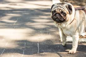 458 Pug Wallpaper Photos Free Royalty Free Stock Photos From Dreamstime Find pug pictures and pug photos on desktop nexus. 458 pug wallpaper photos free
