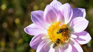 Aceasta va ajuta la reducerea umflăturii cauzate de înțepătură și va. Intepatura De Albina Reactii Si Solutii Mami Si Copilul