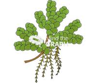 Image result for Salviniaceae