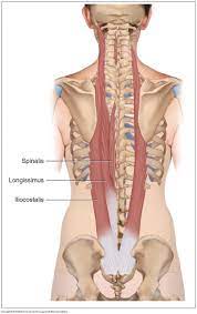 Erector Spinae Group Human Anatomy Functional Group Muscle