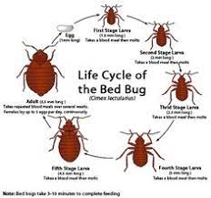 Some people have an adverse skin reaction to the bite of bed bugs. 19 Bed Bug Info Ideas Bed Bugs Bed Bug Bites Rid Of Bed Bugs