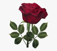 Pikbest has 183379 flower rose design images templates for free. Transparent Dark Rose Png Rose Flower Beautiful Rose Photo Download Png Download Kindpng