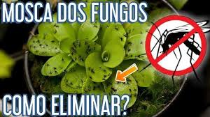3 10 tipos de plantas suculentas de interior. Como Eliminar Fungus Gnats De Suculentas E Plantas Diversas Cantinho Do Video