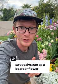 Sweet Alyssum: Perfect Border Flower for Your Garden