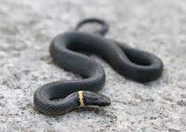 Northern Ring Necked Snake Reptiles Pet Snake Reptiles