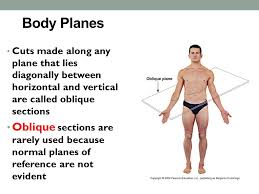 Sagittal planes (midsagittal and parasagittal). Anatomical Positions Anatomical Position Anatomical Position Body Erect With Feet Together Arms At Side With Palms Forward The Anatomical Position Is Ppt Download