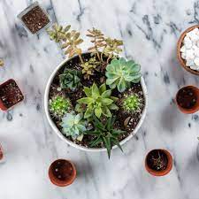 Another cactus and succulent potting mix that i love using for my succulent plants is the potting mix from repotme. How To Make An Easy Succulent Container Garden
