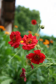 Maybe you would like to learn more about one of these? Benoite Le Biau Germe