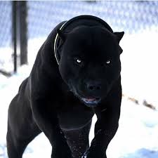Comment Dog In Your Language Xxldesignerpitbulls Art Conquest Comment Dog In Your Language Xxldesignerpitbulls Scary Dogs Pitbulls Pitbull Terrier