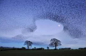 Kuslarin Gokyuzundeki Buyuleyici Dansi Fascinating Dance Of Birds In The Sky Http Fotogaleri Ntvmsnbc Com Kuslarin Gokyuzunde Kus Hayvanlar Hayvanlar Alemi