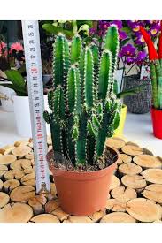 Check spelling or type a new query. Cereus Peruvianus Florida Cactus Xl Bol Yavrulu Radrasyon Kaktus Sus Bitkileri Ve Cicekler