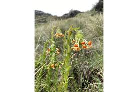 Image result for Diclis ovata