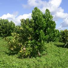 Image result for Mammea americana