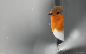 Best 42 Snow Bird Wallpaper On Hipwallpaper Snow Wallpaper Snow White Wallpaper And Snow Desktop Wallpaper Wallpapercave is an online community of desktop wallpapers enthusiasts. snow bird wallpaper on hipwallpaper