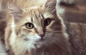 Im gleichen zeitraum hat die 2te katze ebenfalls mit durchfall, frischem blut und schleim im stuhl angefangen. Blut Im Stuhl Bei Der Katze Ursachen Diagnose Fellomed