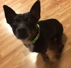 Adoption foster either adoption or foster. French Bulldog Rehoming