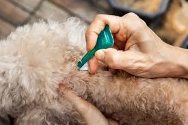 Image result for what do lice look like in dog fur