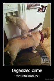 Pin De Yemeli Arce En Gatos Y Perros Imagenes Divertidas De Animales Perros Gatos