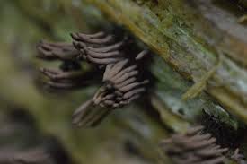 Image result for Stemonitis splendens