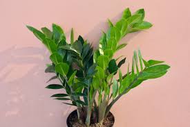 Image result for Zamiokulkas Zamioculcas