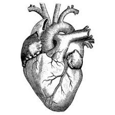 1000 Images About Anatomy On Pinterest Anatomical Heart Coeur Humain Dessin Dessin Noir Et Blanc Dessin Coeur