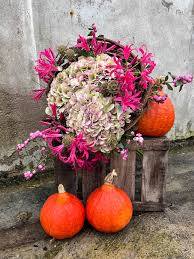 Hydrangea Vienna Classic