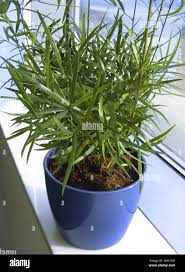 Image result for Asparagus falcatus