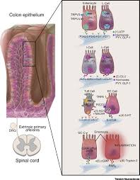 Colons and semicolons should never be used interchangeably. Epithelial Neuronal Communication In The Colon Implications For Visceral Pain Trends In Neurosciences