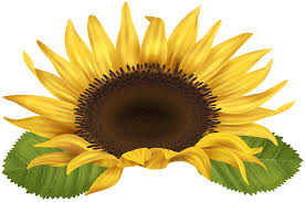 Free Free 294 Transparent Background Sunflower Clipart Sunflower Png SVG PNG EPS DXF File