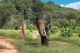 Where to see elephants in the wild ...