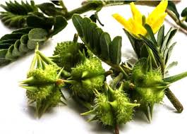 Bạch tật lê là gì? Những công dụng cần biết và tìm mua ở đâu